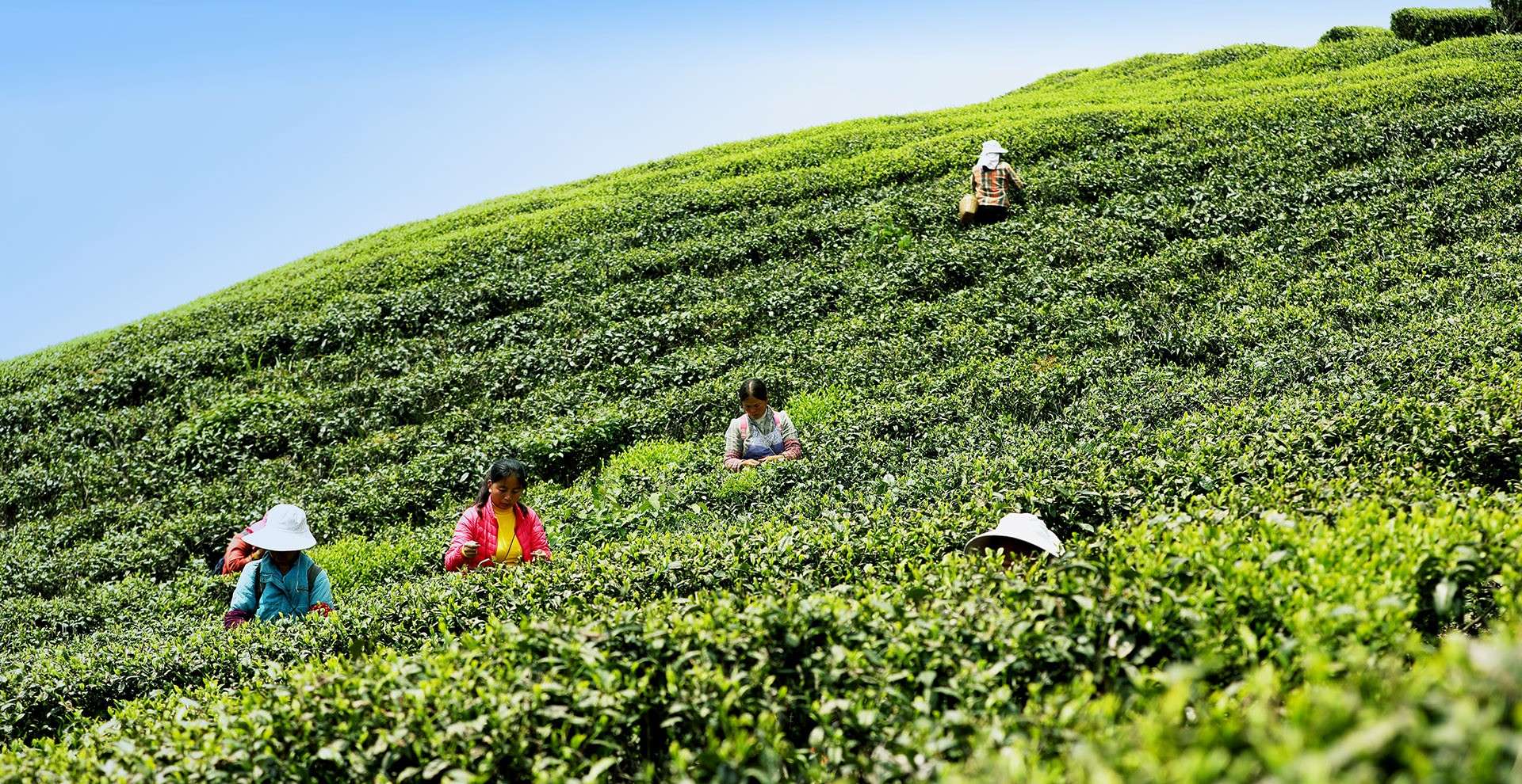 通栏图片